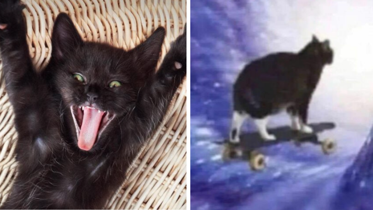 25 Cat Memes for People Who Know Their Cat Is Actually in Charge