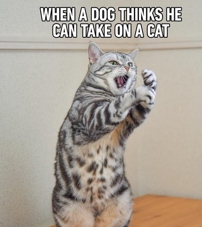 Never underestimate a cat