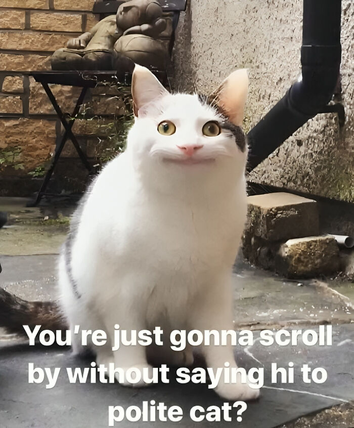 Say hi to the polite cat