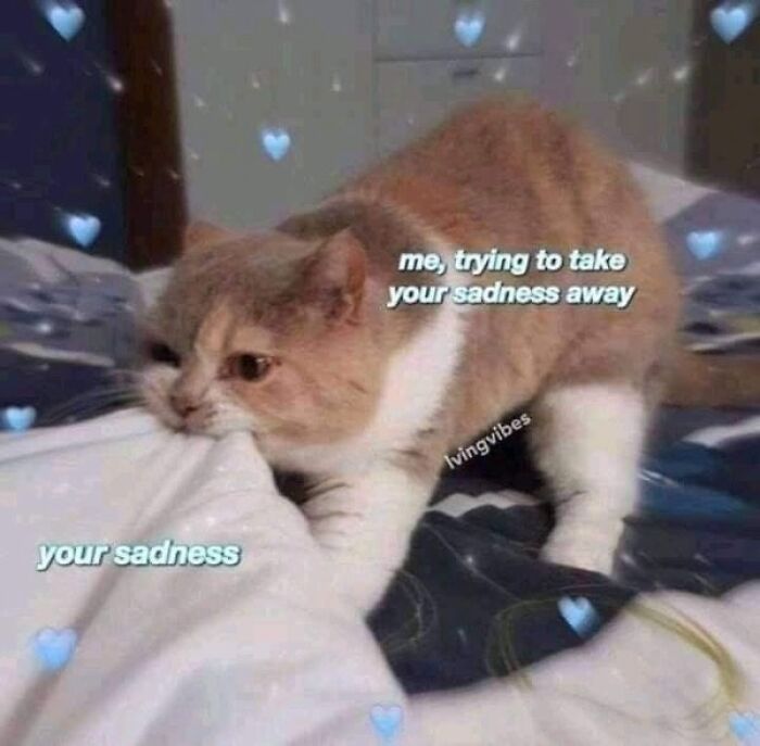 Emotional support cat