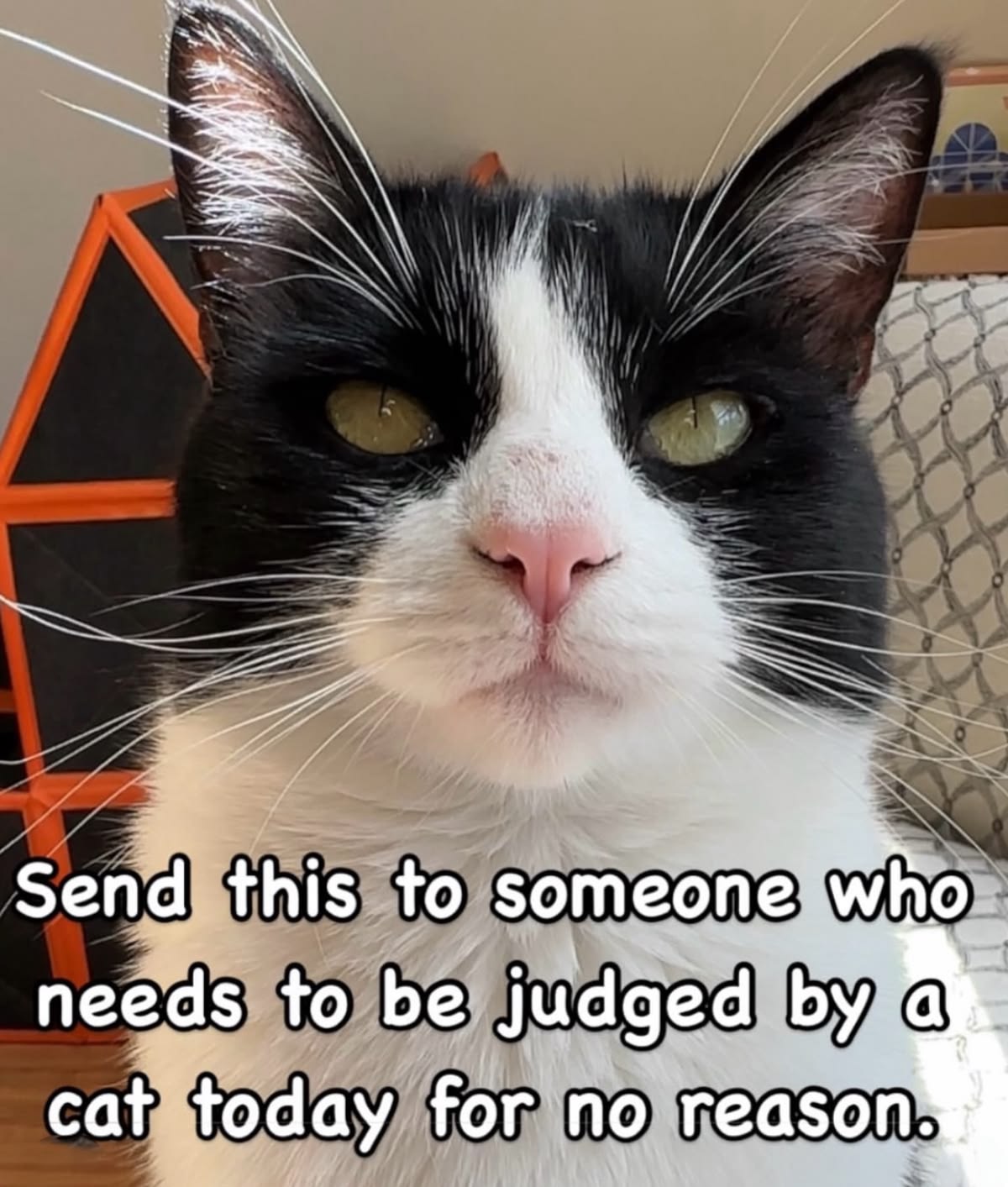 Judging you for free