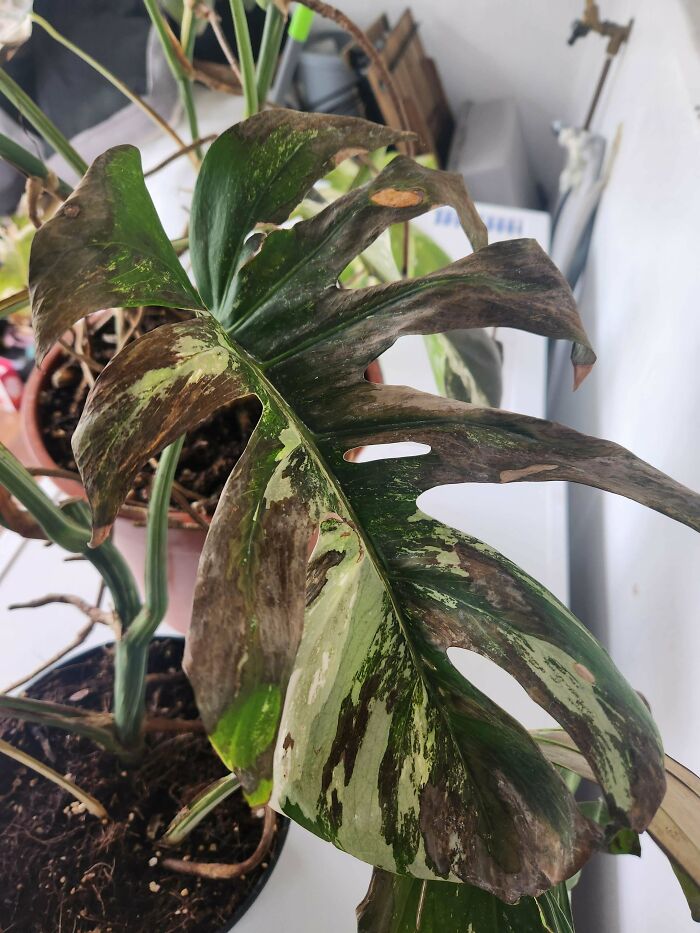 He Put Indoor Plants Outside for “Fresh Air”