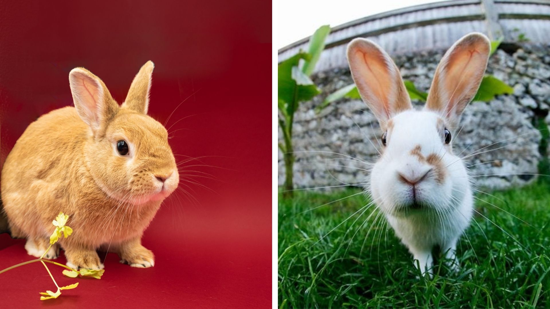 Adorable Bunny Pictures to Brighten Your Day