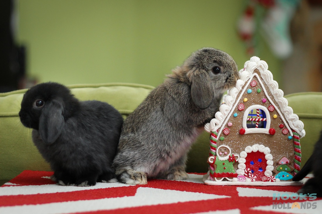 Inspecting The Holiday Real Estate