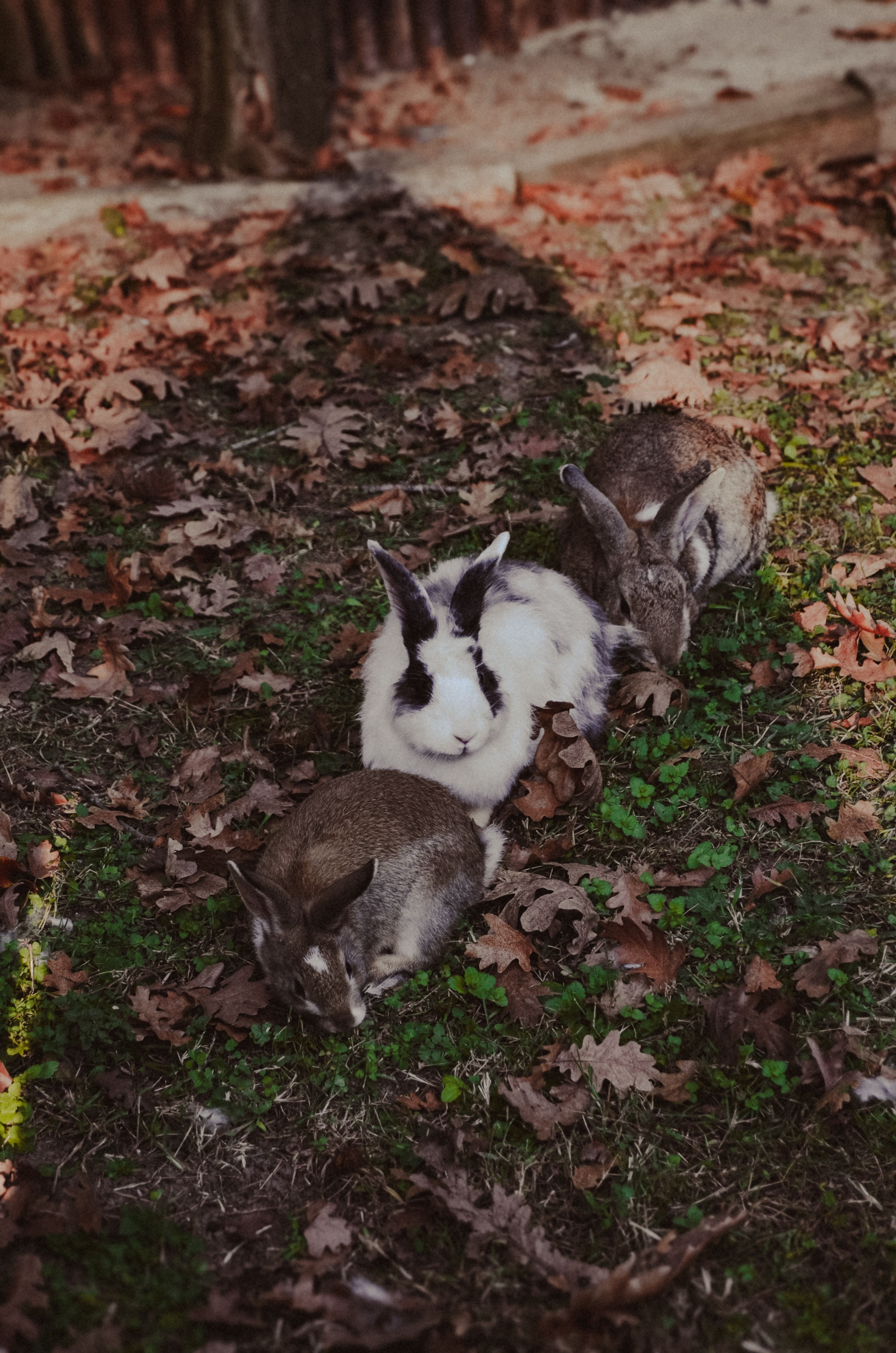 The Autumn Squad Blending Right In