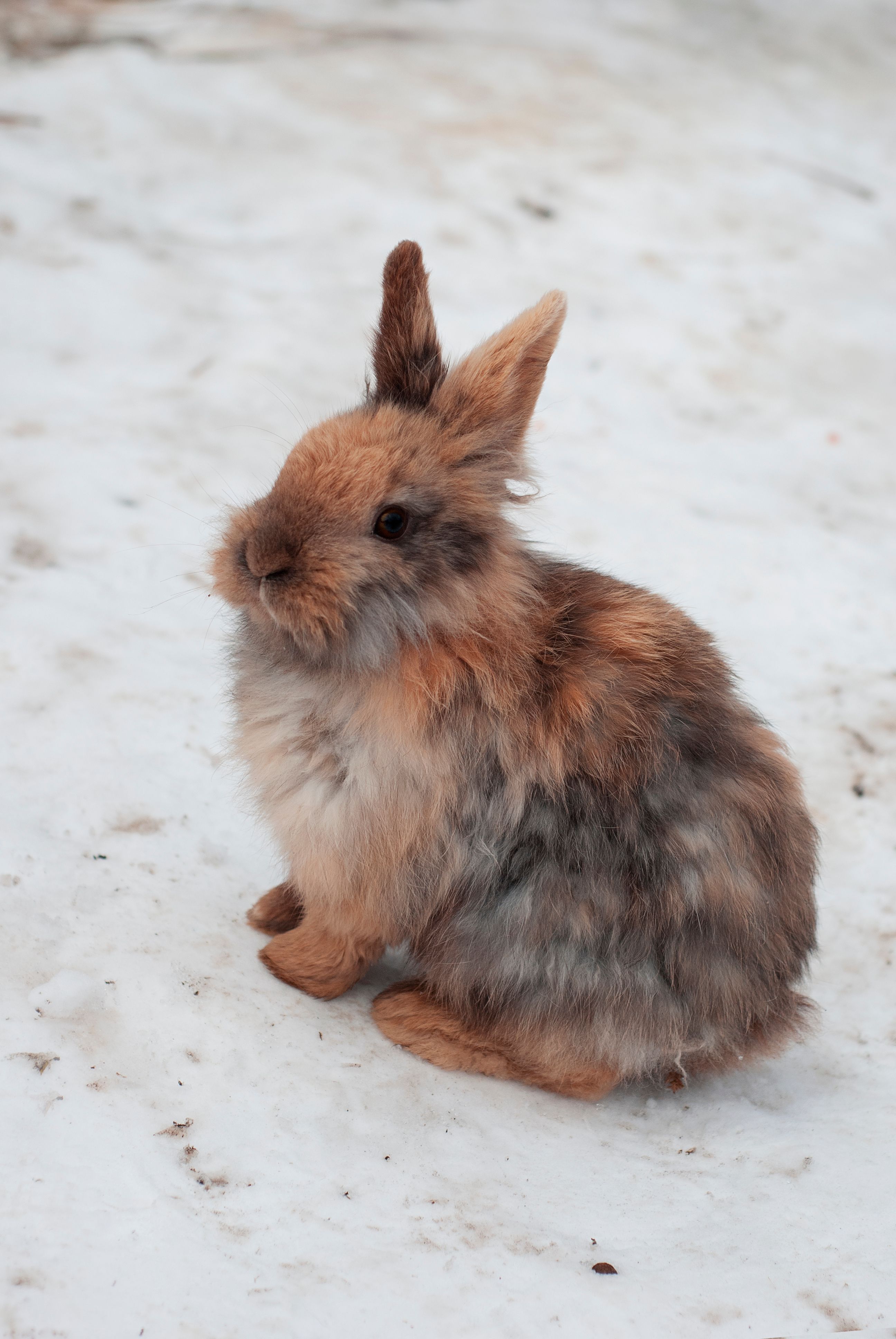 A Snowball That Learned To Blink