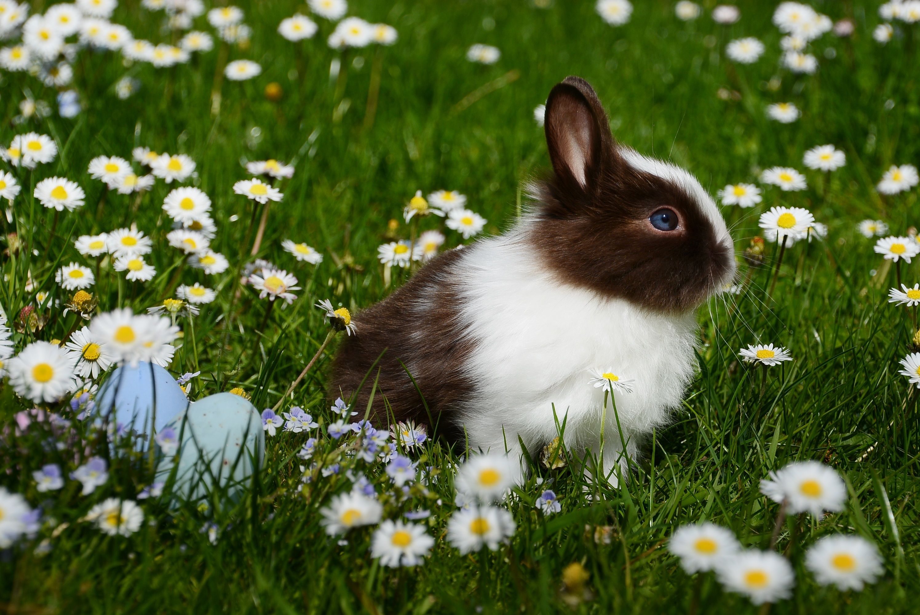The Easter Mascot Who Didnt Apply For The Job