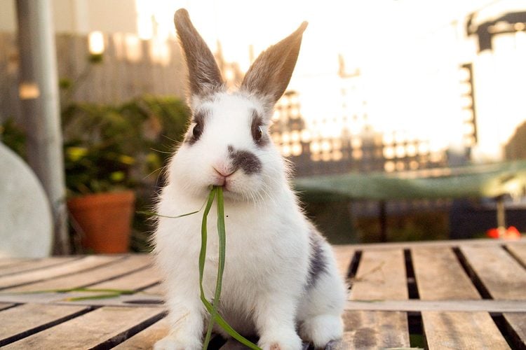 Eating Greens With A City Skyline View