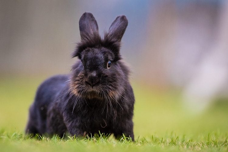 The Shadow That Learned To Hop