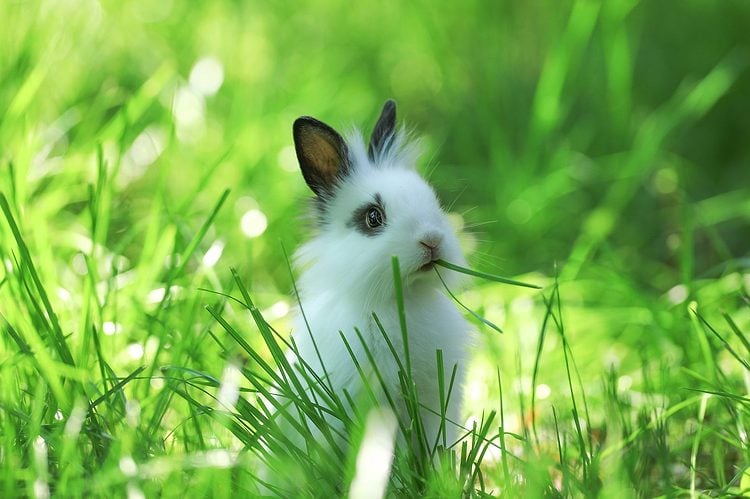 The Tiniest Lawn Mower In Town