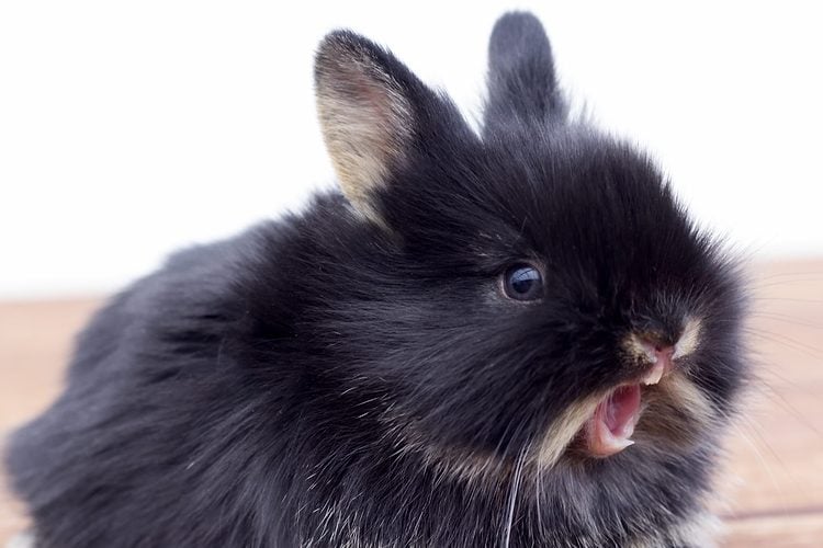 Cutest Yawn