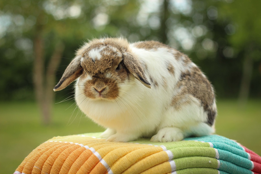 Sitting Pretty On The Good Towels