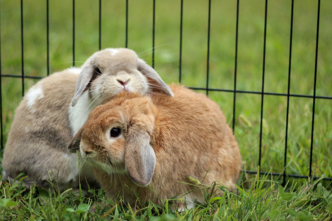 The Coziest Duo In The Backyard
