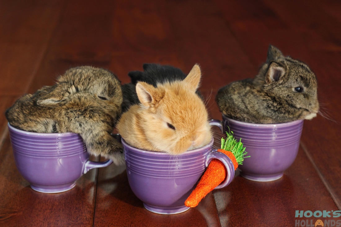 The Smallest Possible Amount Of Bunny
