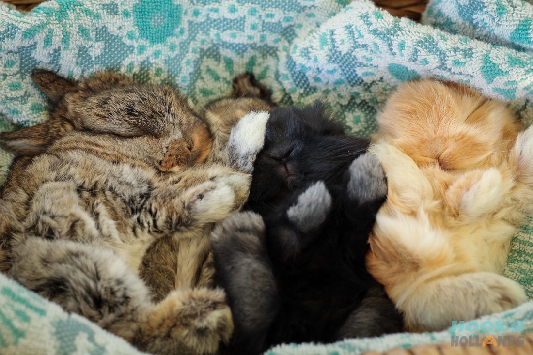 A Pile Of Bunnies And Zero Regrets