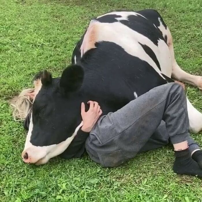 Cow Yeah 29 Photos Guaranteed To Make You Laugh - Kate Knows