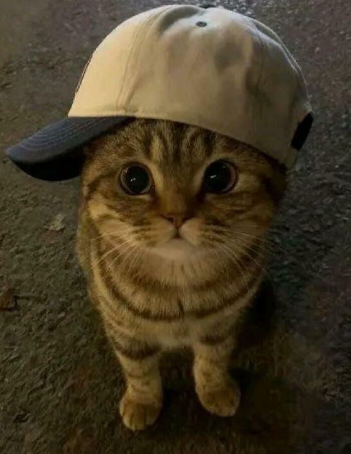 30 Happy Animal Pics That’ll Totally Make Your Day - Kate Knows