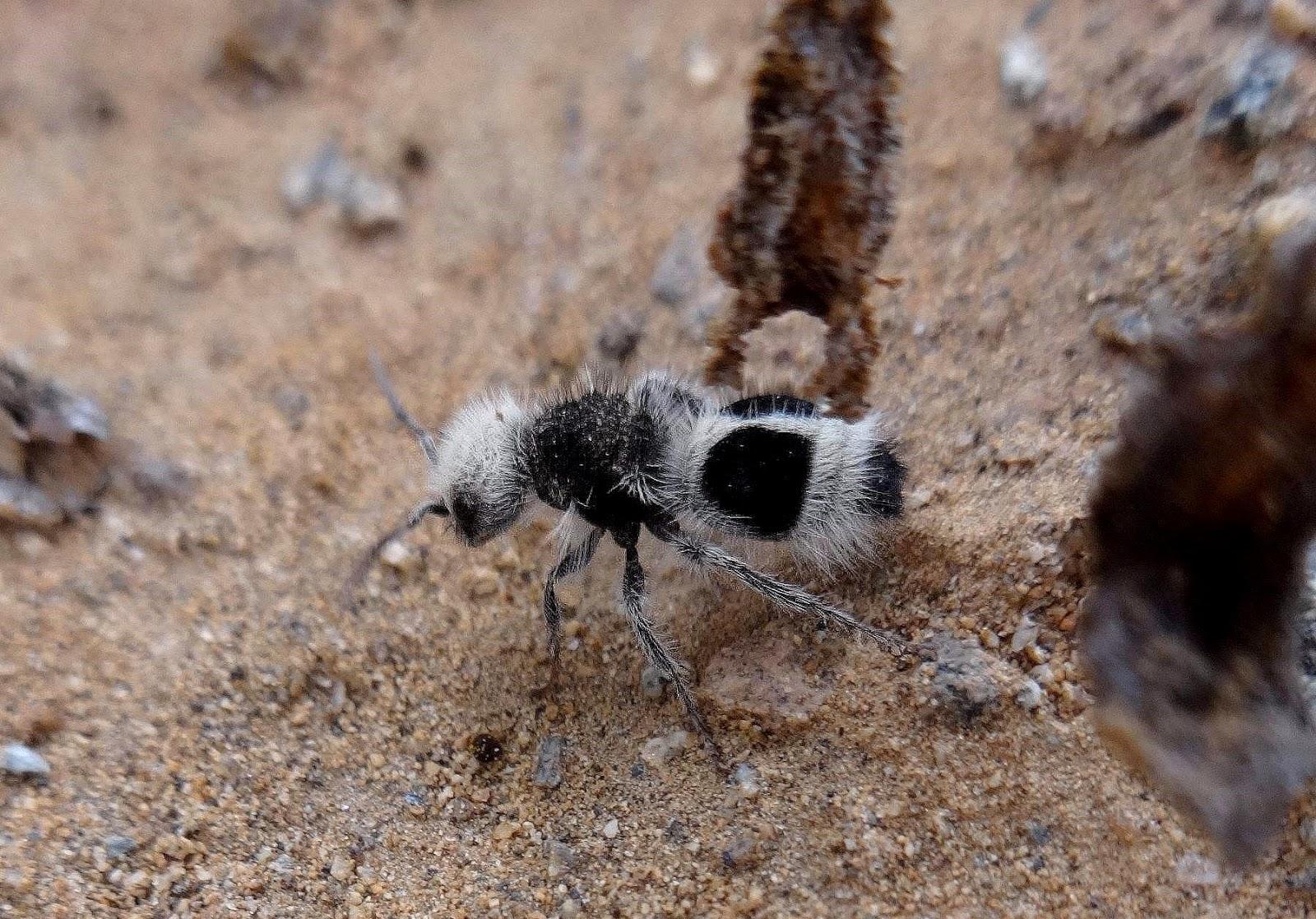First Insect Look Like 30 Insects That Look Like They Came From Another Planet – Garlic Soda