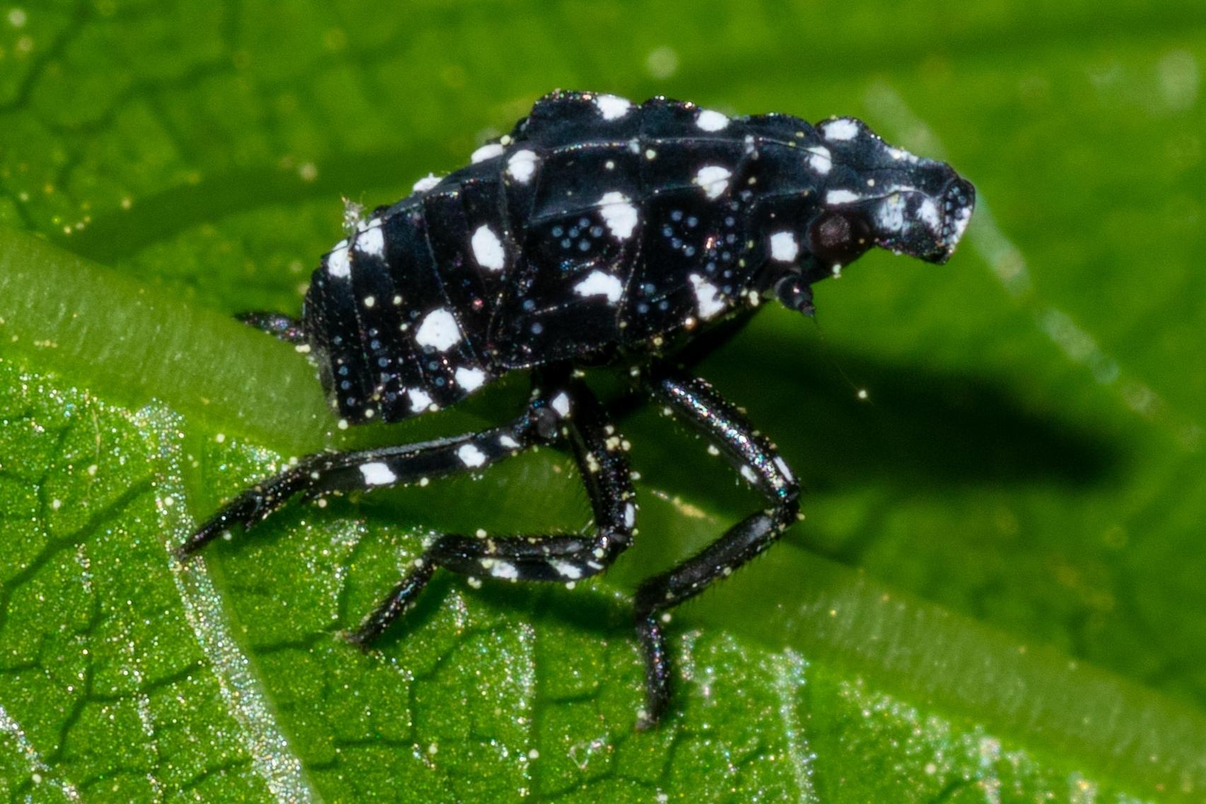 Another Small Insect 30 Insects That Look Like They Came From Another Planet – Garlic Soda