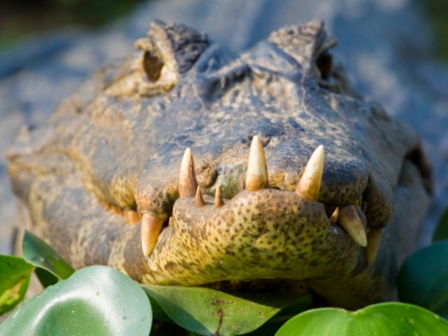 25 Bizarre Medical Practices From History That Actually Happened - Kate ...